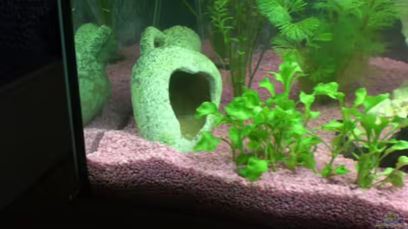 Dekoration im Aquarium Becken 8627 von Ingo Dahl (11)