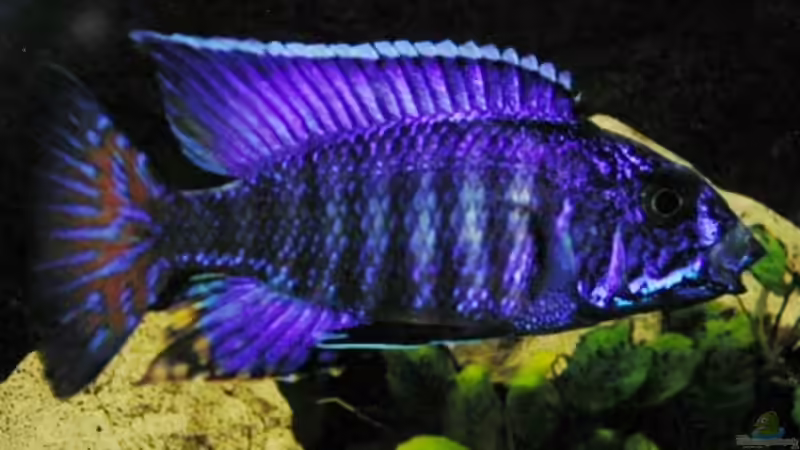 Dekoration im Aquarium Becken 8631 von Henning Sayer (4)