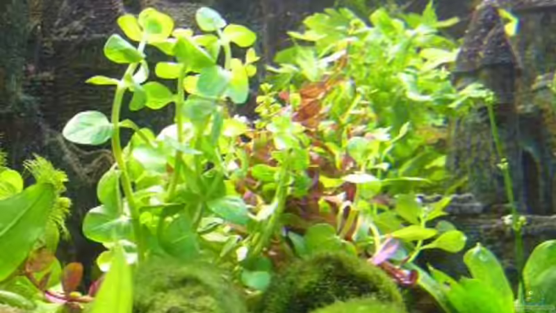 Dekoration im Aquarium Becken 8694 von Sandy_ (15)