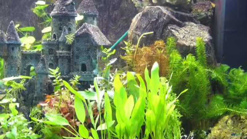Dekoration im Aquarium Becken 8694 von Sandy_ (17)