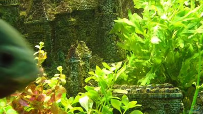 Dekoration im Aquarium Becken 8694 von Sandy_ (18)