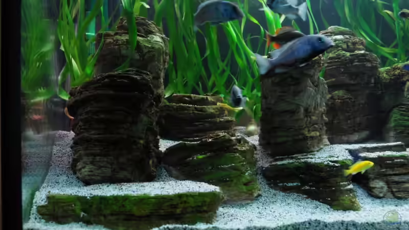 Dekoration im Aquarium Becken 8737 von Christian Colling (12)