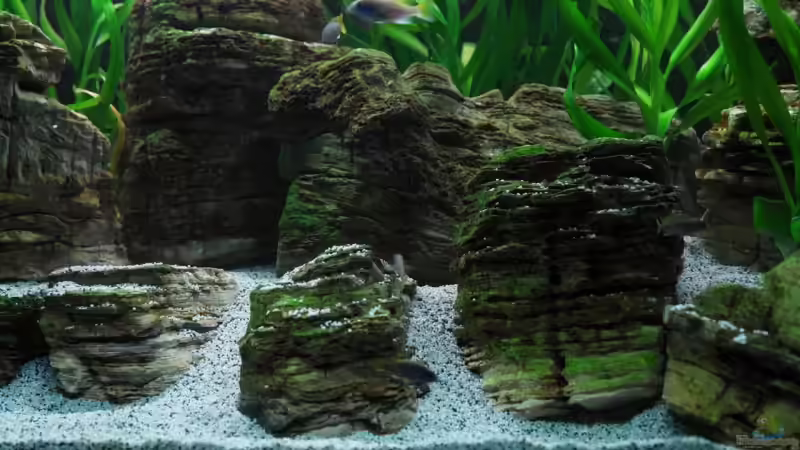Dekoration im Aquarium Becken 8737 von Christian Colling (13)