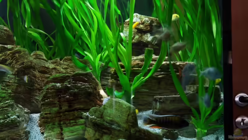 Dekoration im Aquarium Becken 8737 von Christian Colling (14)