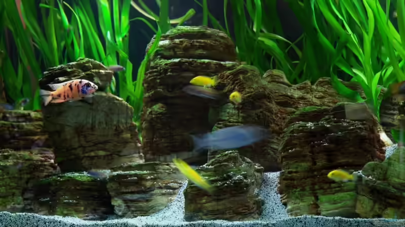 Dekoration im Aquarium Becken 8737 von Christian Colling (15)