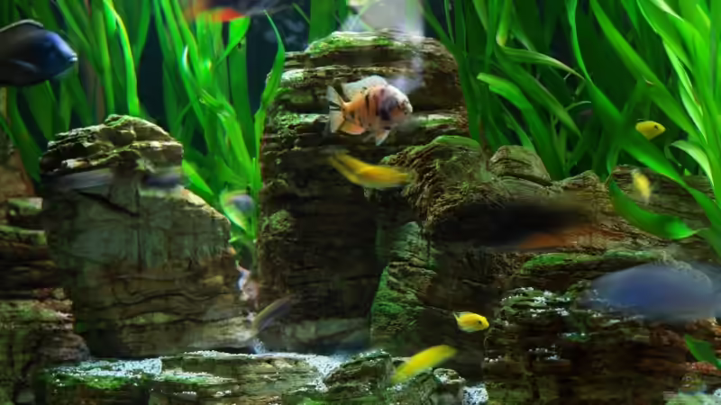 Dekoration im Aquarium Becken 8737 von Christian Colling (17)