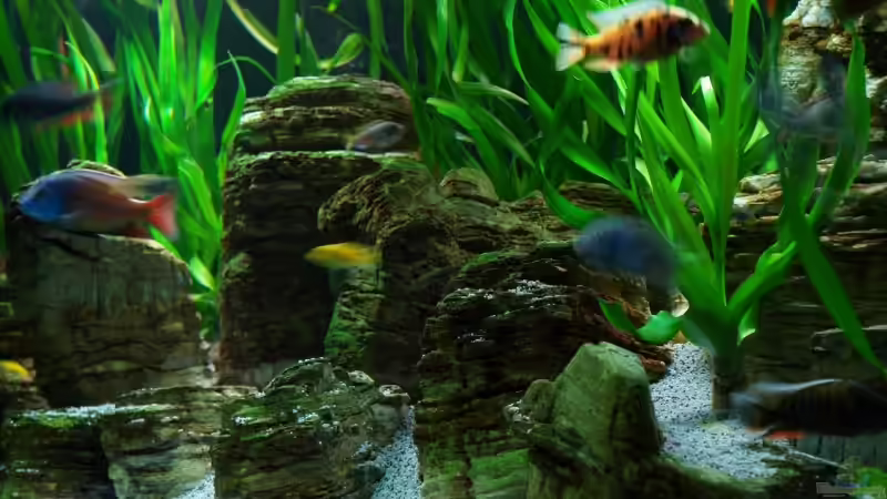 Dekoration im Aquarium Becken 8737 von Christian Colling (18)