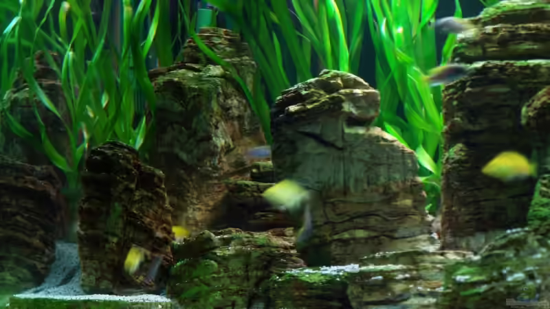 Dekoration im Aquarium Becken 8737 von Christian Colling (19)