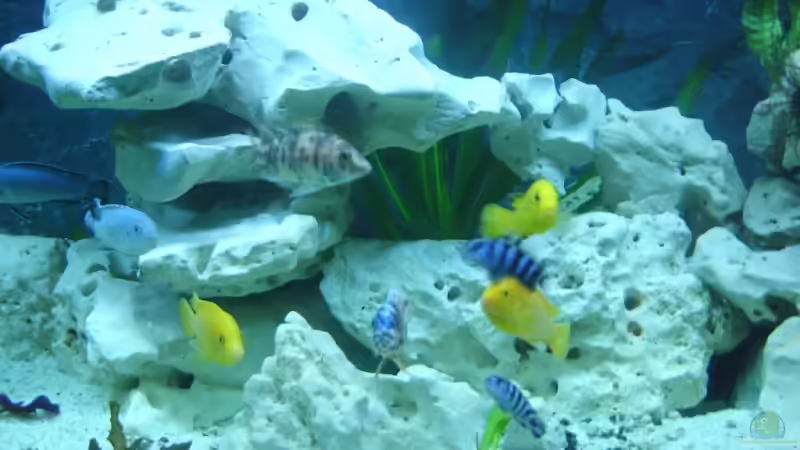 Dekoration im Aquarium Becken 8753 von Jens Schneider (10)