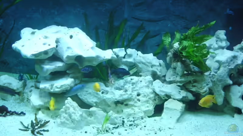 Dekoration im Aquarium Becken 8753 von Jens Schneider (11)