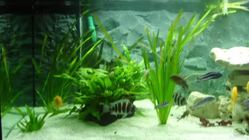 Dekoration im Aquarium Becken 8753 von Jens Schneider (3)