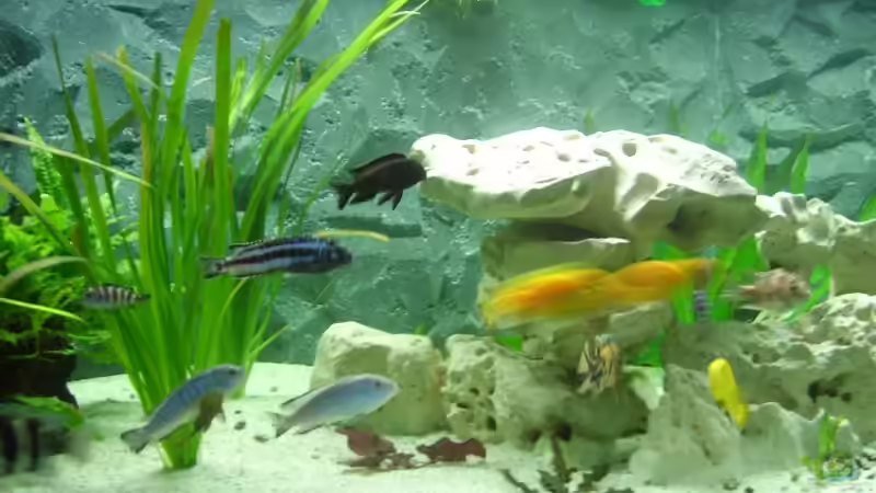 Dekoration im Aquarium Becken 8753 von Jens Schneider (4)