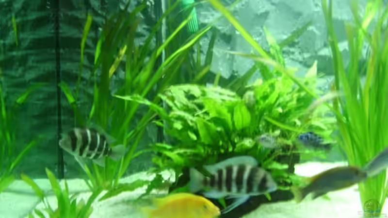 Dekoration im Aquarium Becken 8753 von Jens Schneider (5)