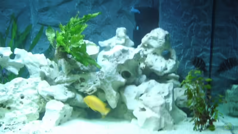 Dekoration im Aquarium Becken 8753 von Jens Schneider (7)