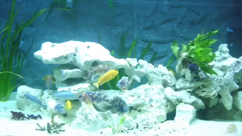 Dekoration im Aquarium Becken 8753 von Jens Schneider (8)