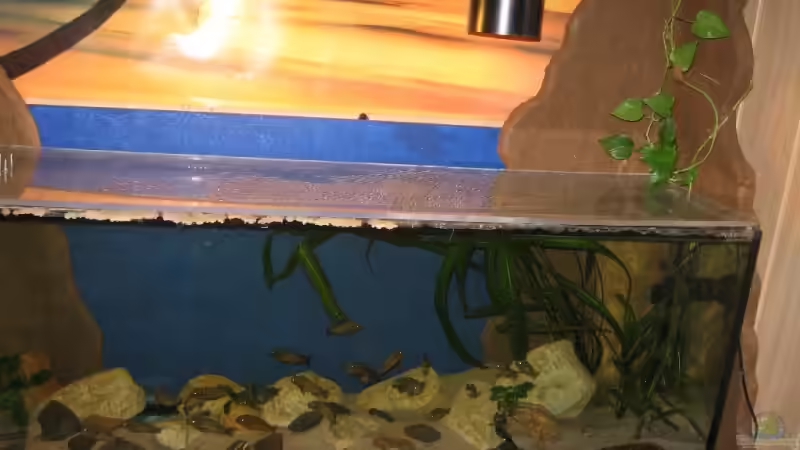 Dekoration im Aquarium Becken 8780 von Björn Bönsch (2)