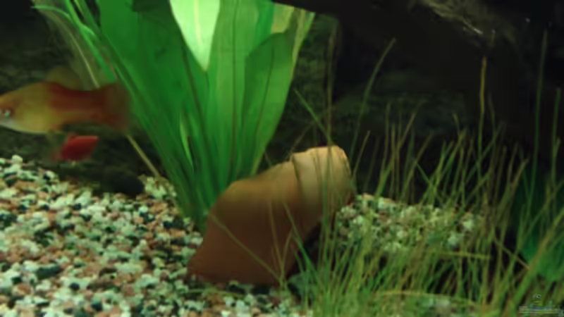 Dekoration im Aquarium Becken 8808 von David (5)