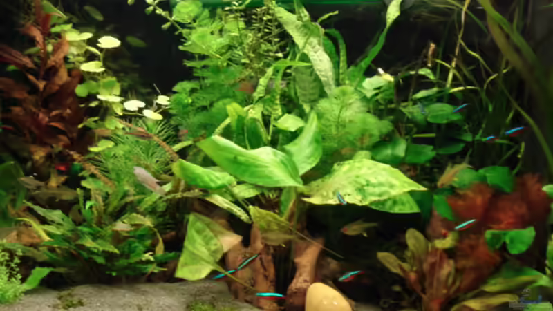 Dekoration im Aquarium Becken 8810 von Max Fleischmann (10)