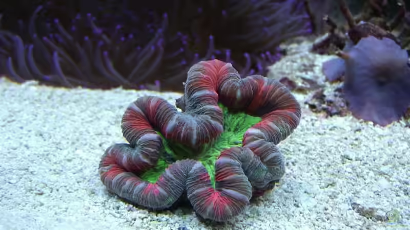 Dekoration im Aquarium Becken 8816 von Rainer Stilcke (20)