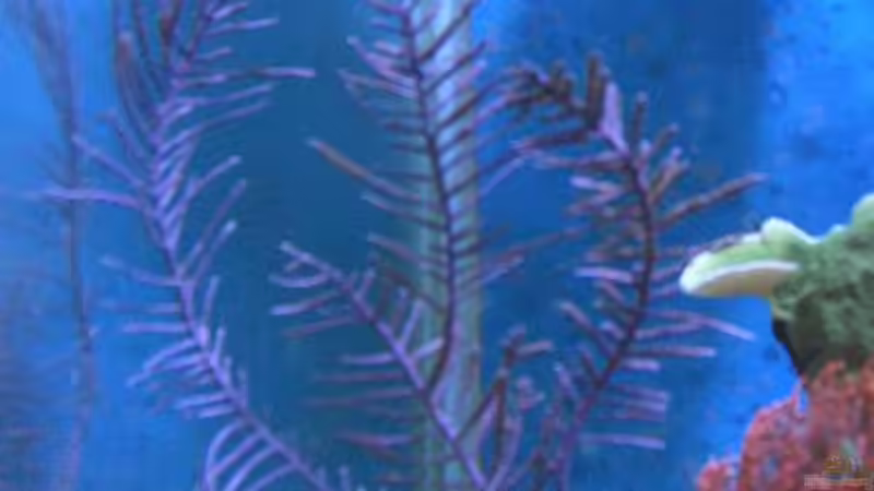 Dekoration im Aquarium Becken 8816 von Rainer Stilcke (21)