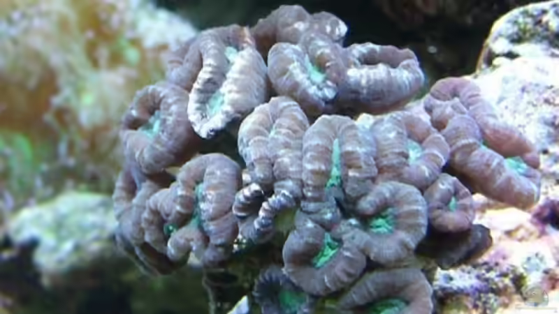 Dekoration im Aquarium Becken 8816 von Rainer Stilcke (22)