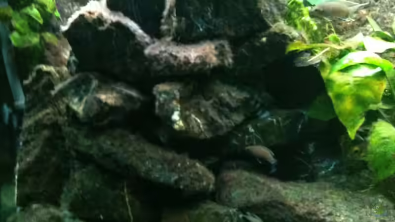 Dekoration im Aquarium Becken 8819 von XDennisX3 (6)