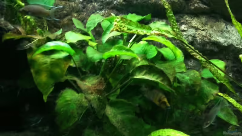 Dekoration im Aquarium Becken 8819 von XDennisX3 (7)