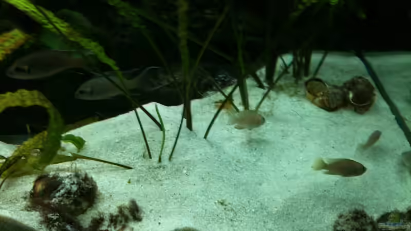 Dekoration im Aquarium Becken 8819 von XDennisX3 (8)