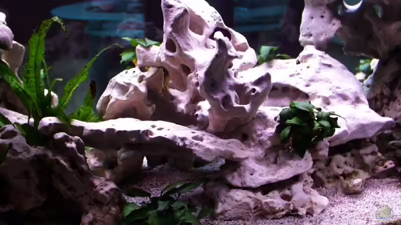 Dekoration im Aquarium Becken 885 von Jürgen Stradner (8)