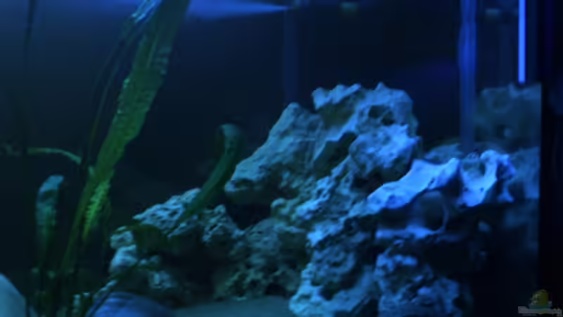 Dekoration im Aquarium Becken 8893 von Maik Böhme (6)