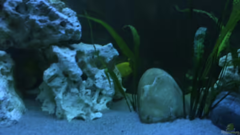 Dekoration im Aquarium Becken 8893 von Maik Böhme (7)