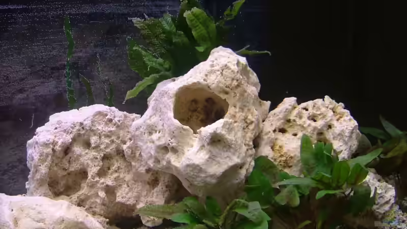 Dekoration im Aquarium Becken 8908 von Thomas Geib (5)