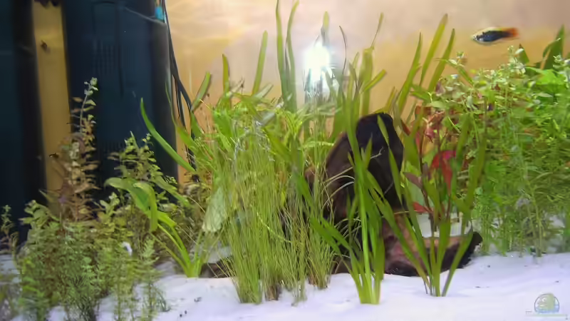 Dekoration im Aquarium Becken 8912 von Andreas Reim (10)