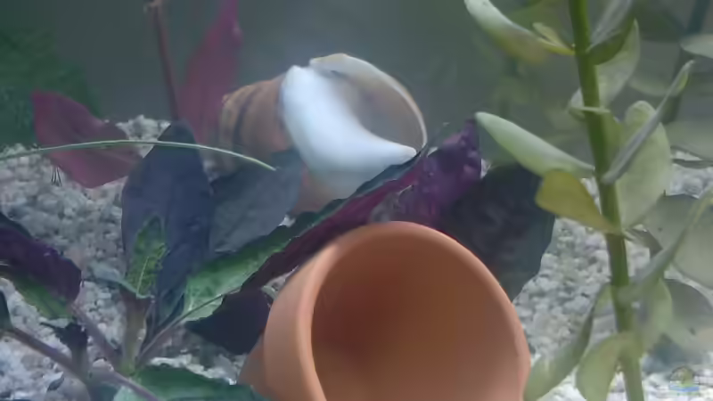 Dekoration im Aquarium Becken 8914 von André Böhme (7)