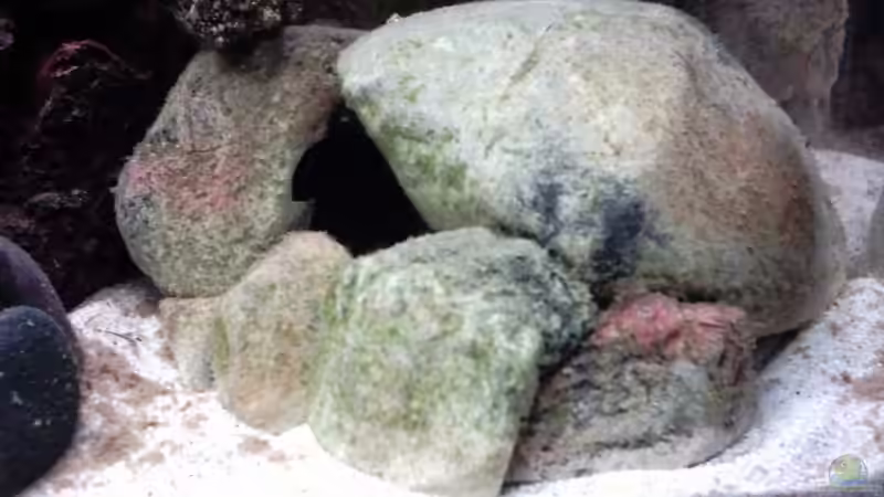 Dekoration im Aquarium Becken 8920 von Aquawater (4)