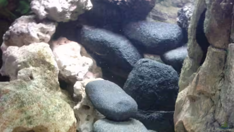 Dekoration im Aquarium Becken 8920 von Aquawater (9)