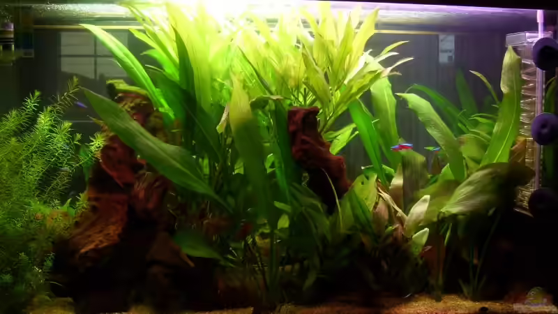 Dekoration im Aquarium Becken 8926 von Andre Kussin (6)