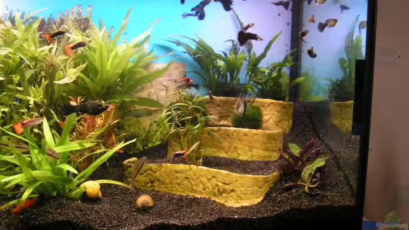 Dekoration im Aquarium Becken 8946 von Meik Fahrenbach (6)