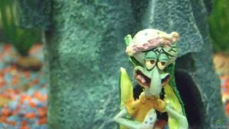 Dekoration im Aquarium Becken 8958 von Sandy_ (7)