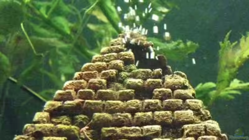 Dekoration im Aquarium Becken 8958 von Sandy_ (8)