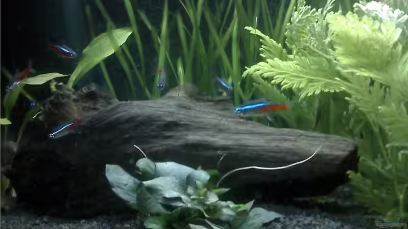 Dekoration im Aquarium Becken 8978 von Marcel Pikzack (3)