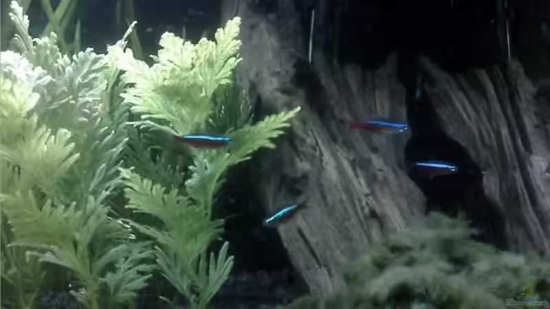 Dekoration im Aquarium Becken 8978 von Marcel Pikzack (4)