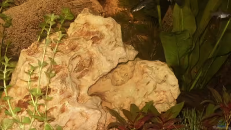 Dekoration im Aquarium Becken 8995 von Sascha Dannenberg (4)