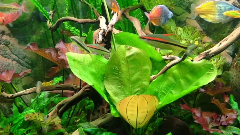 Dekoration im Aquarium Becken 9033 von aquamauy (8)