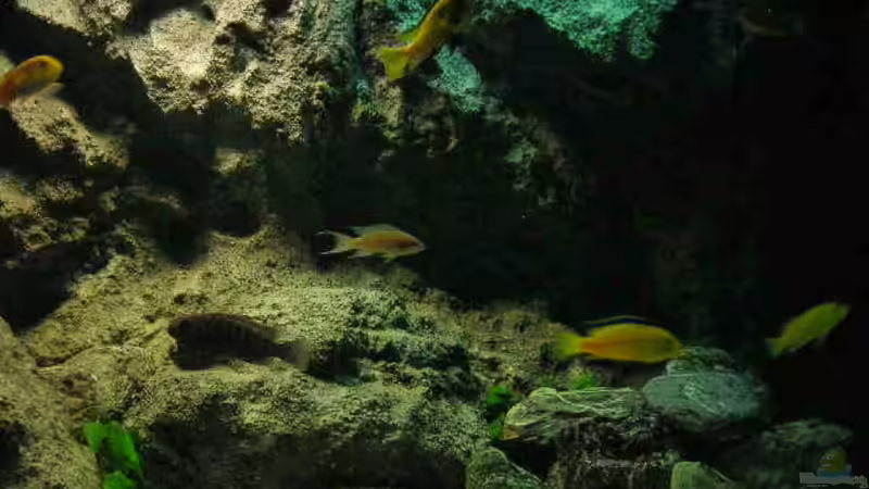 Dekoration im Aquarium Becken 9037 von MDenzer (9)