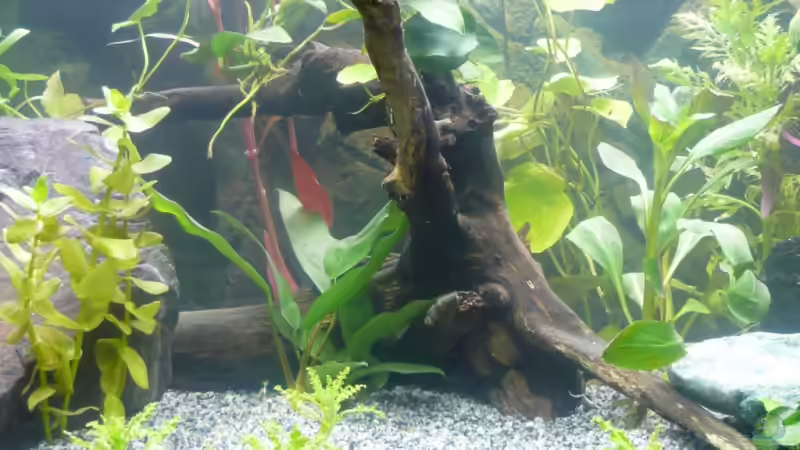 Dekoration im Aquarium Becken 9042 von Nelly Lüscher (7)