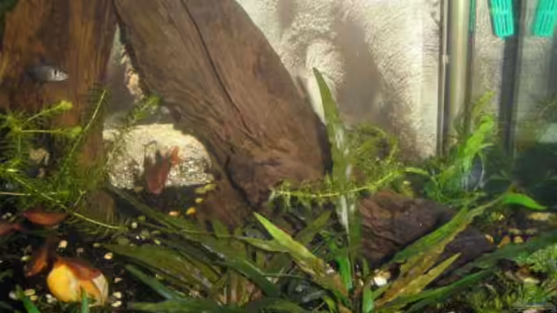 Dekoration im Aquarium Becken 9074 von Leon Gauss (7)