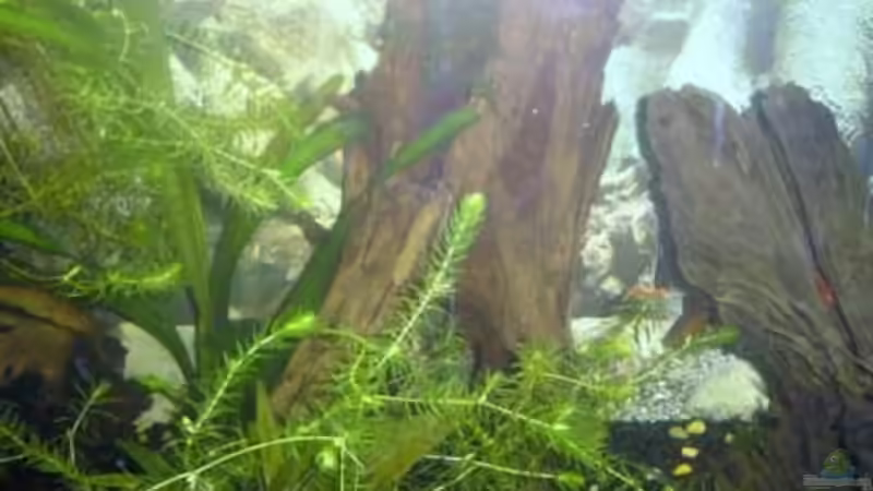 Dekoration im Aquarium Becken 9074 von Leon Gauss (8)