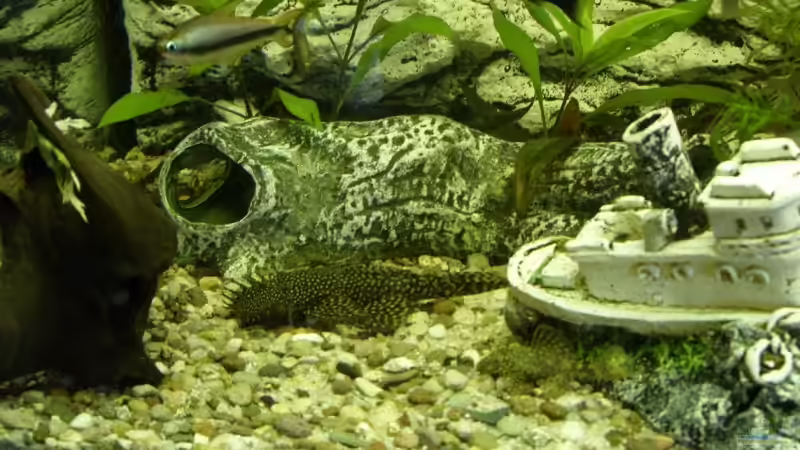 Dekoration im Aquarium Becken 9077 von RedDragon (3)