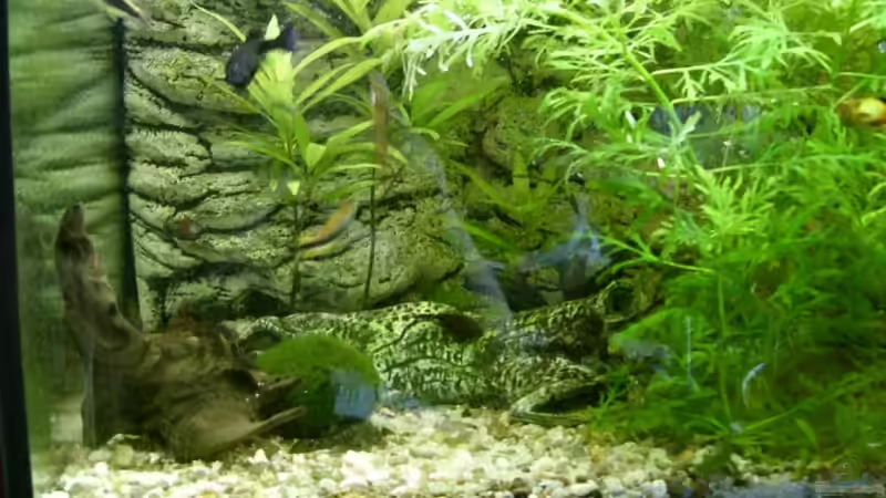 Dekoration im Aquarium Becken 9077 von RedDragon (5)